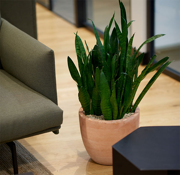 potted plant in the London office